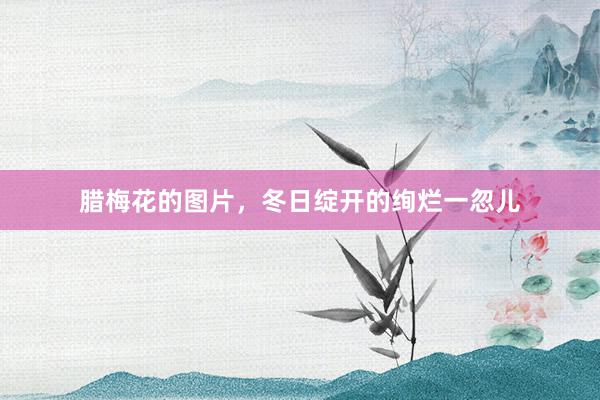 腊梅花的图片，冬日绽开的绚烂一忽儿