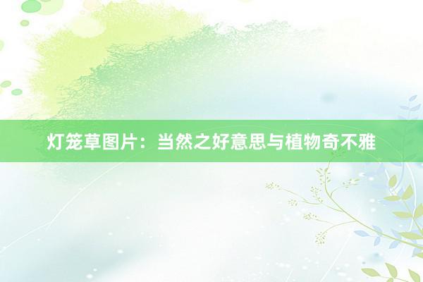 灯笼草图片:当然之好意思与植物奇不雅